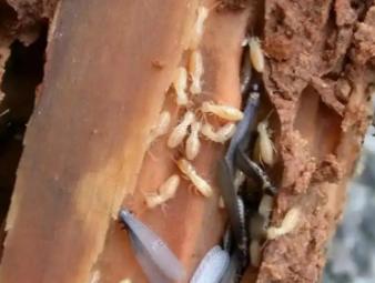 齐齐哈尔市白蚁防治公司分享白蚁防治常见误区，避开防虫踩坑指南